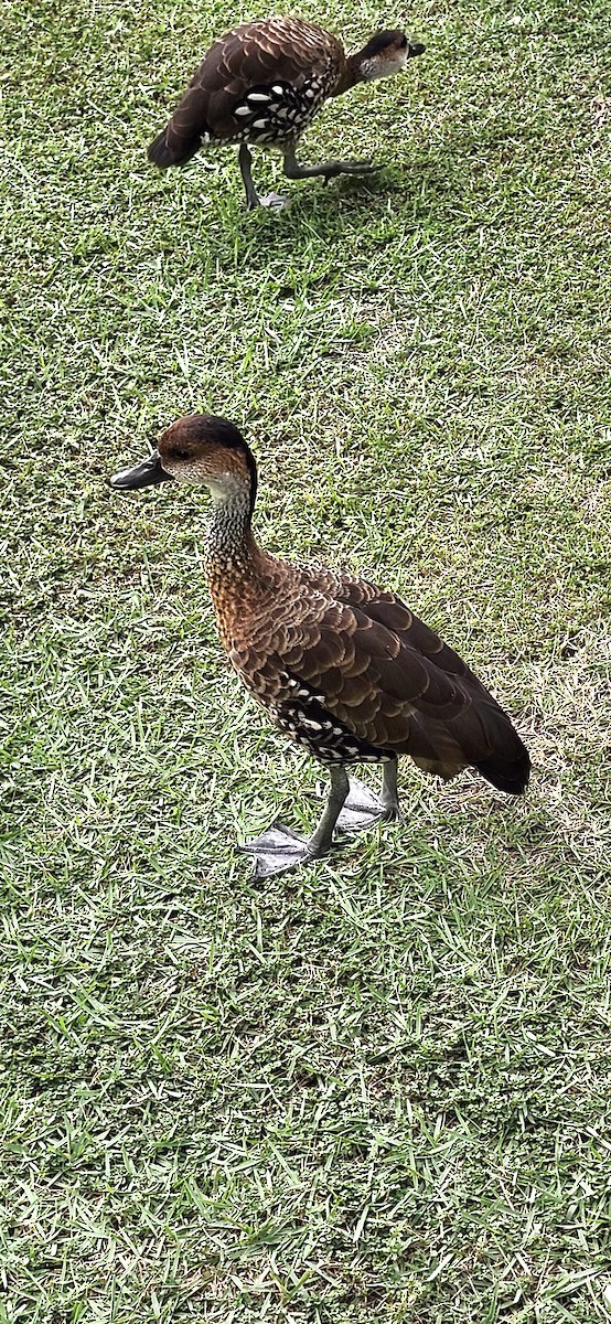 West Indian Whistling-Duck - ML646841056