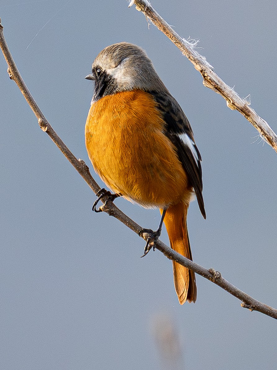 Daurian Redstart - ML646841057