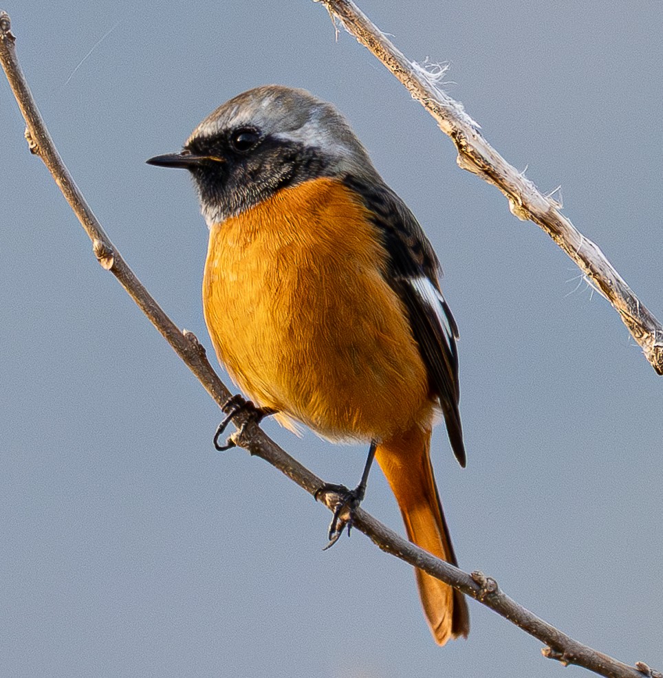 Daurian Redstart - ML646841058