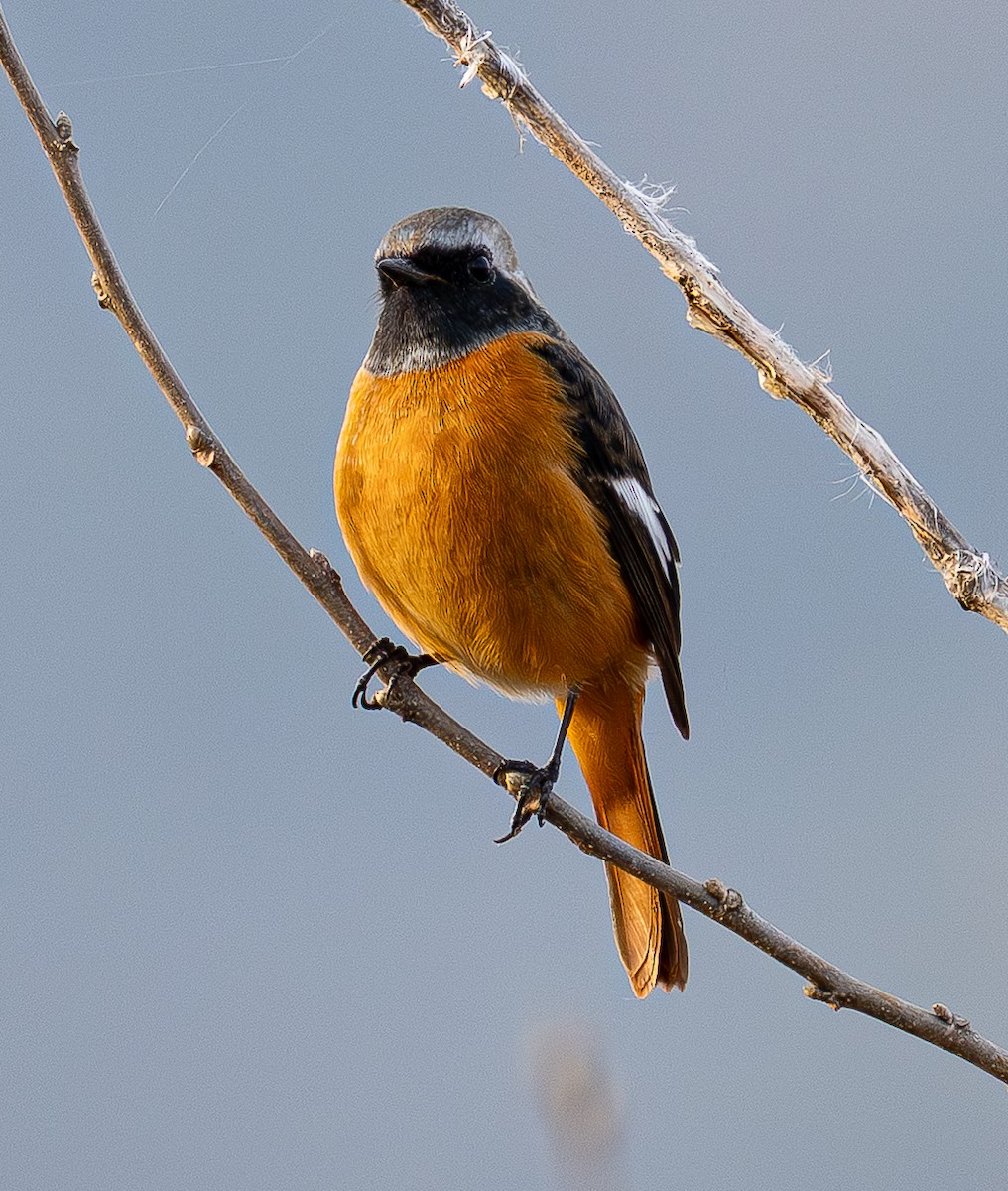 Daurian Redstart - ML646841059