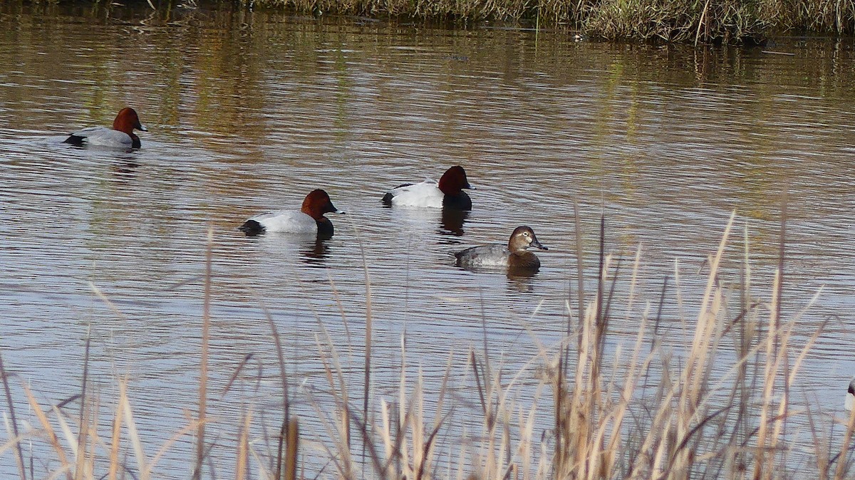 taffeland - ML646841060