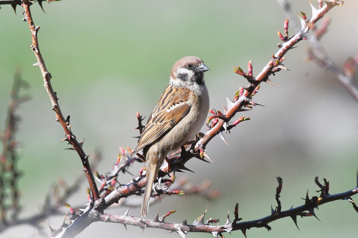 Ağaç Serçesi - ML646841061