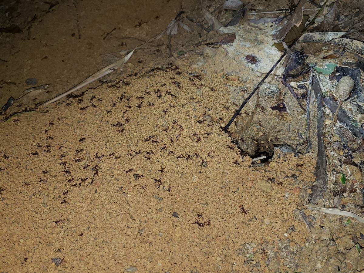 Hairy-headed leafcutter ant - ML646841062