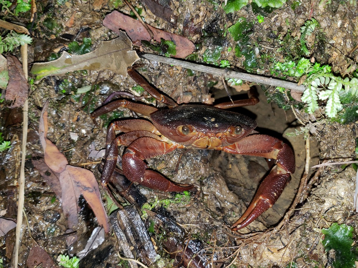 Manicou Crab - ML646841063