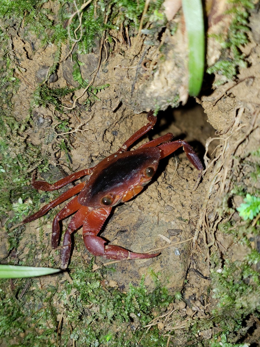 Manicou Crab - ML646841064