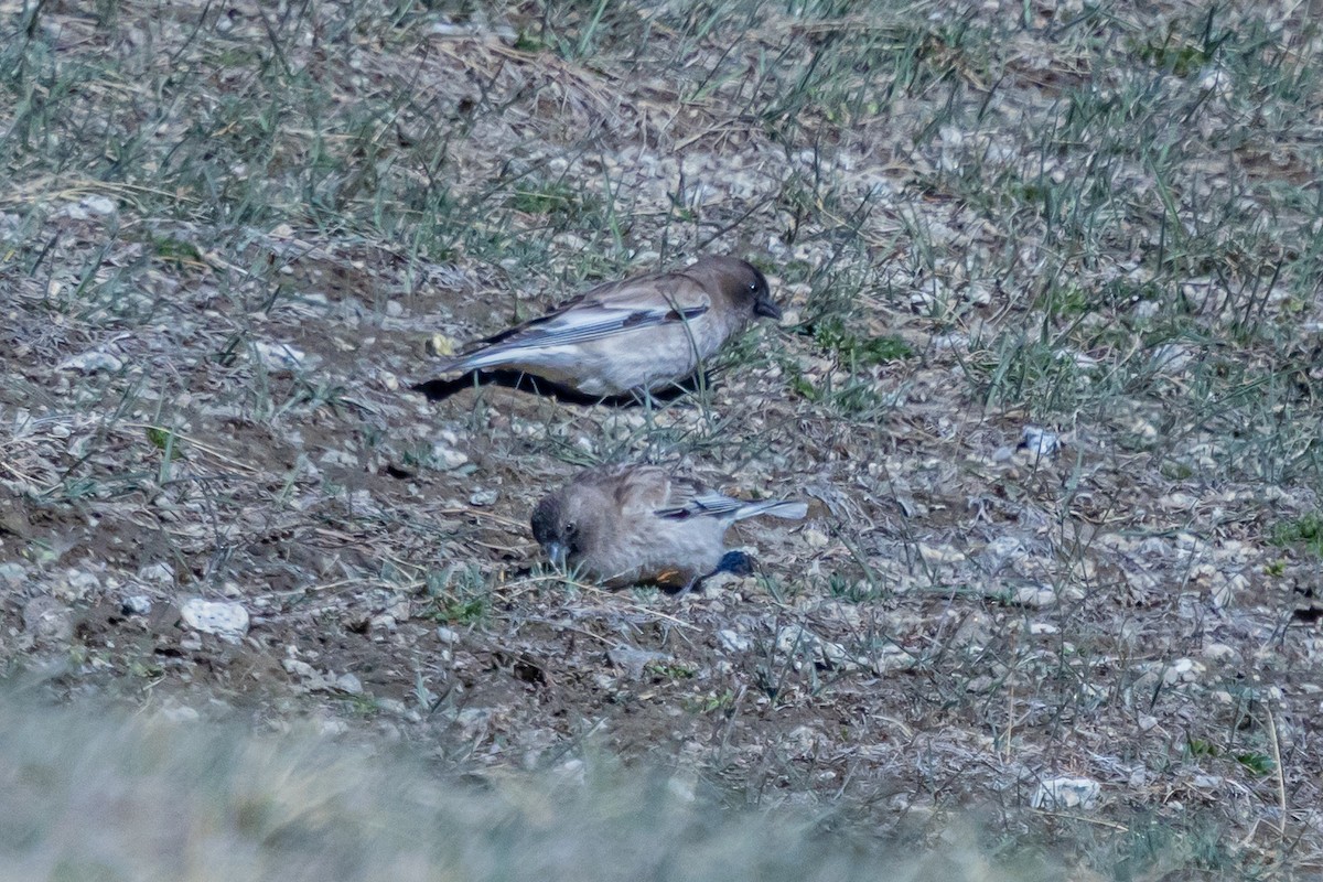 Black-headed Mountain Finch - ML646841065