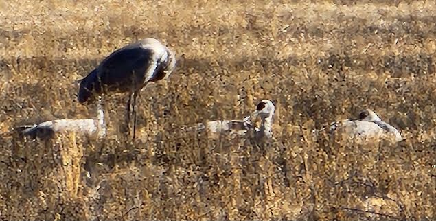 Grue du Canada - ML646841066