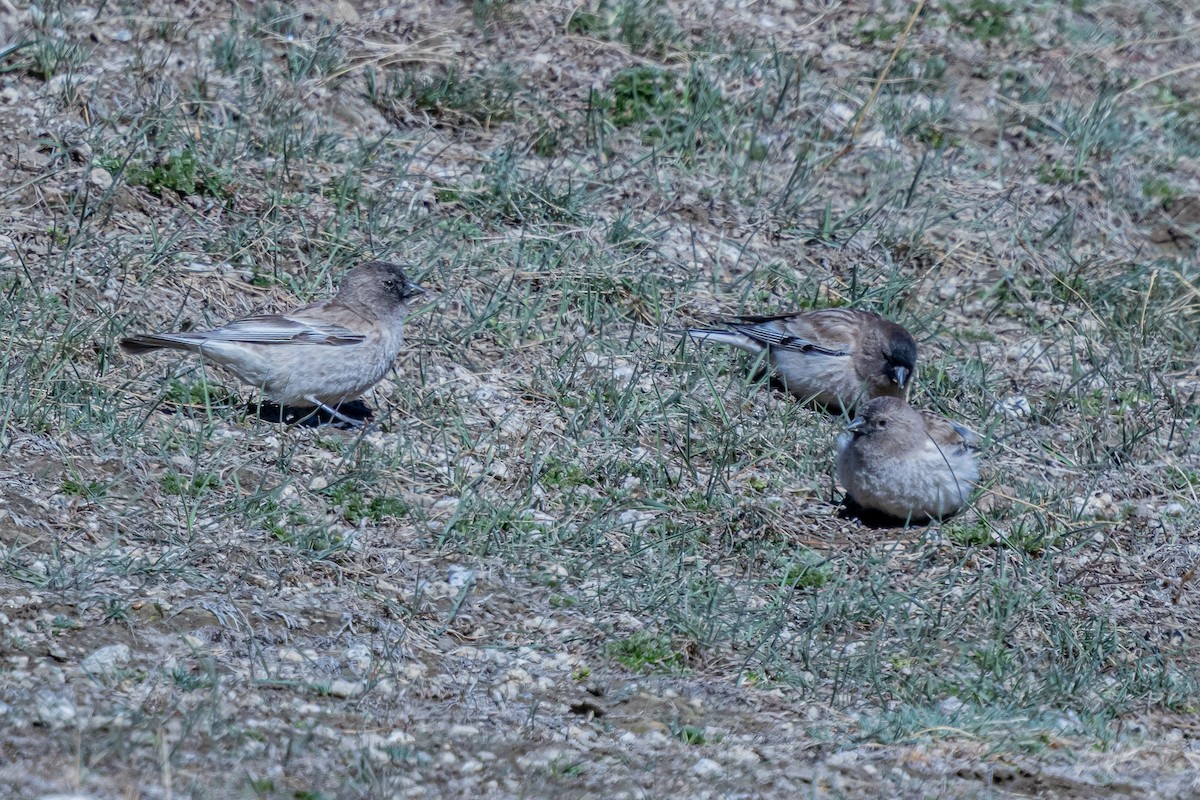 Black-headed Mountain Finch - ML646841067