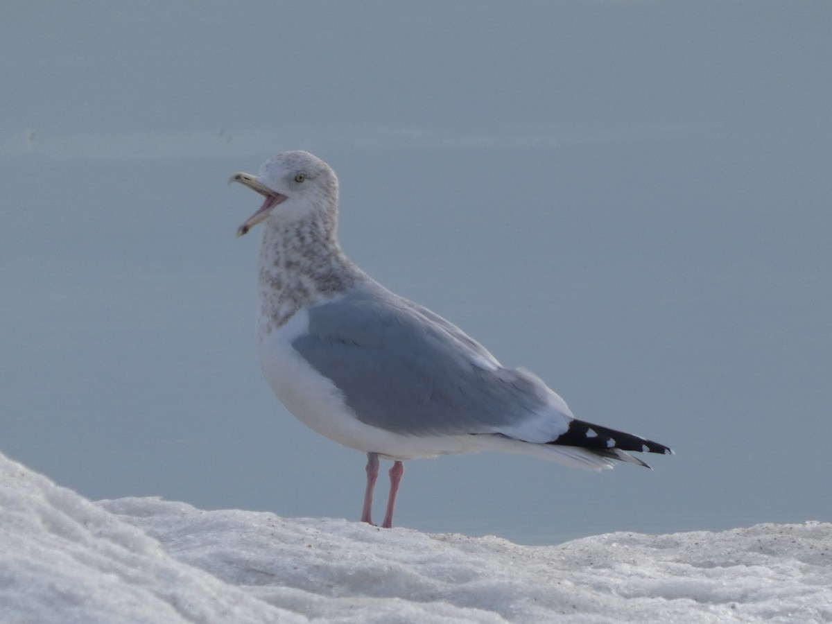 American Herring Gull - ML646841071
