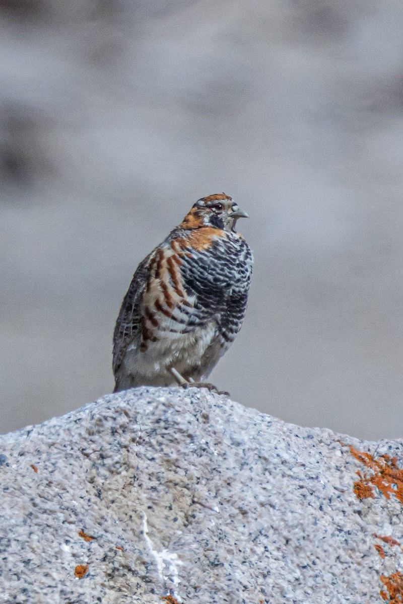 Tibetan Partridge - ML646841072
