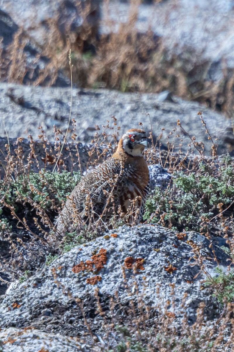 Tibetan Partridge - ML646841073
