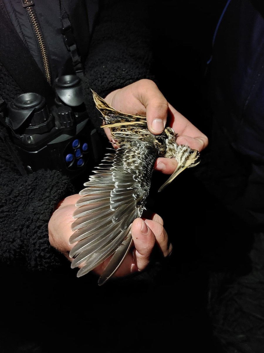 Jack Snipe - ML646841074