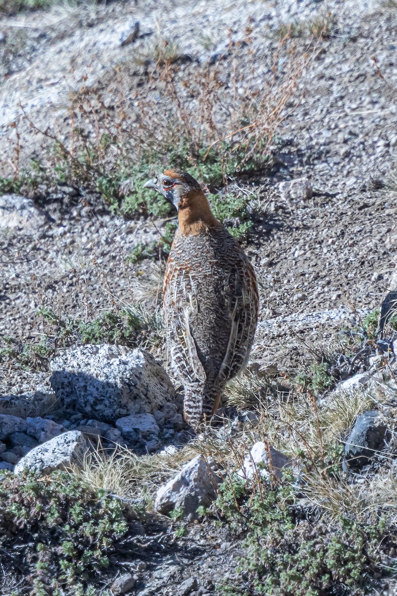 Tibetan Partridge - ML646841075