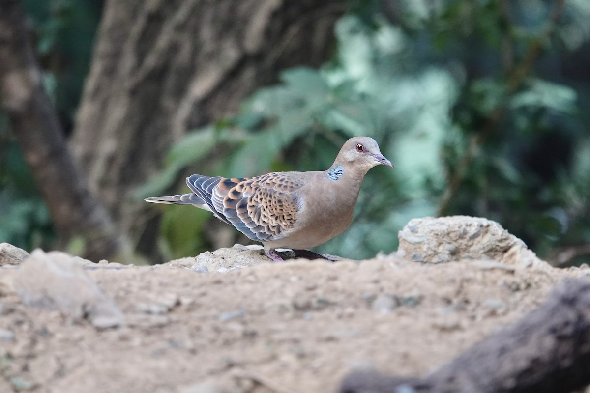Oriental Turtle-Dove - ML646841077