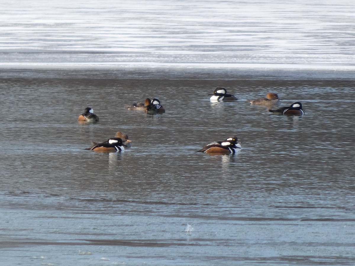 Hooded Merganser - ML646841080