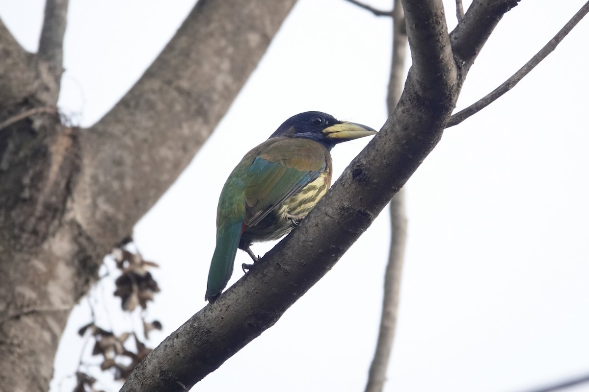 Great Barbet - ML646841082