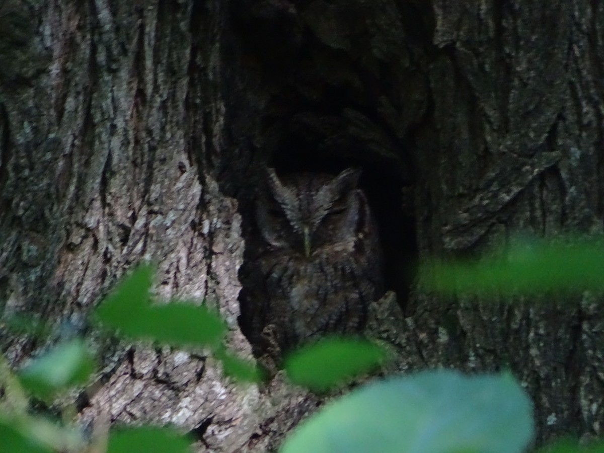 Tropical Screech-Owl - ML646841083