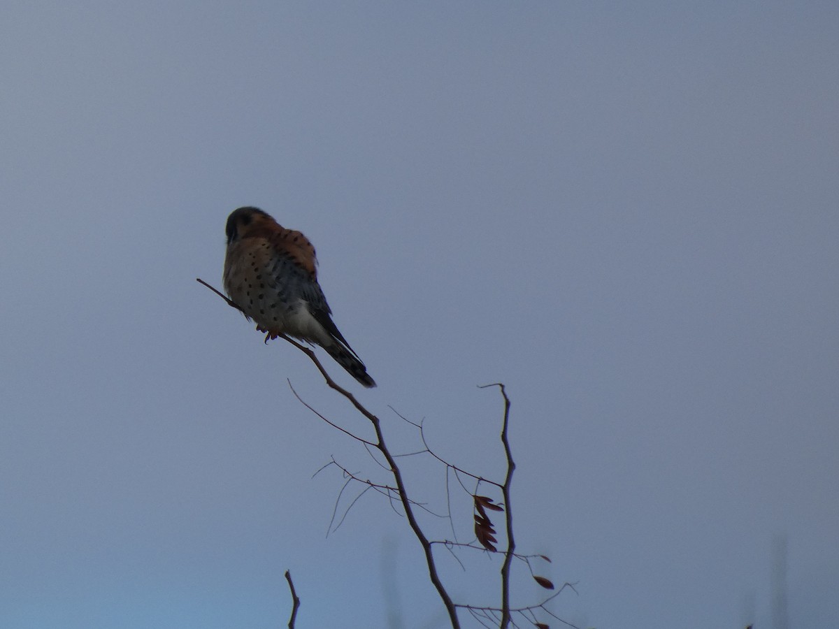 American Kestrel - ML646841085