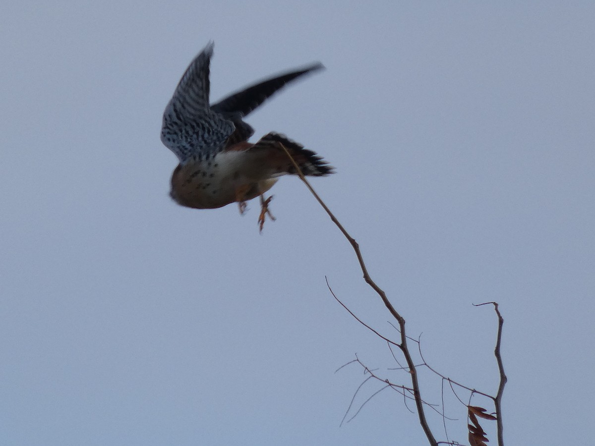 American Kestrel - ML646841087