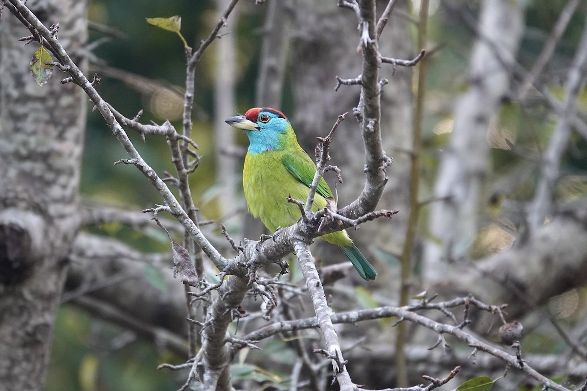Blue-throated Barbet - ML646841088
