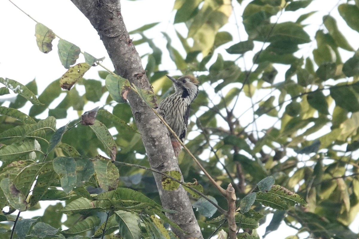 Brown-fronted Woodpecker - ML646841090