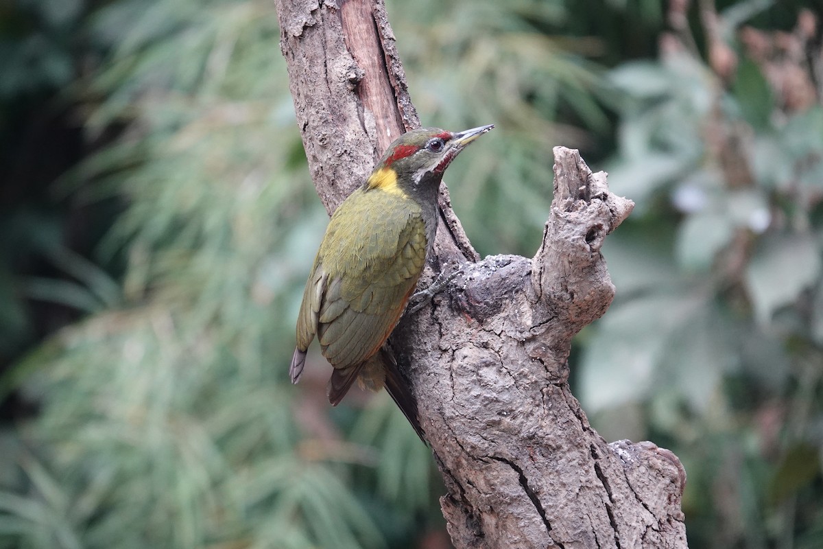 Lesser Yellownape - ML646841091