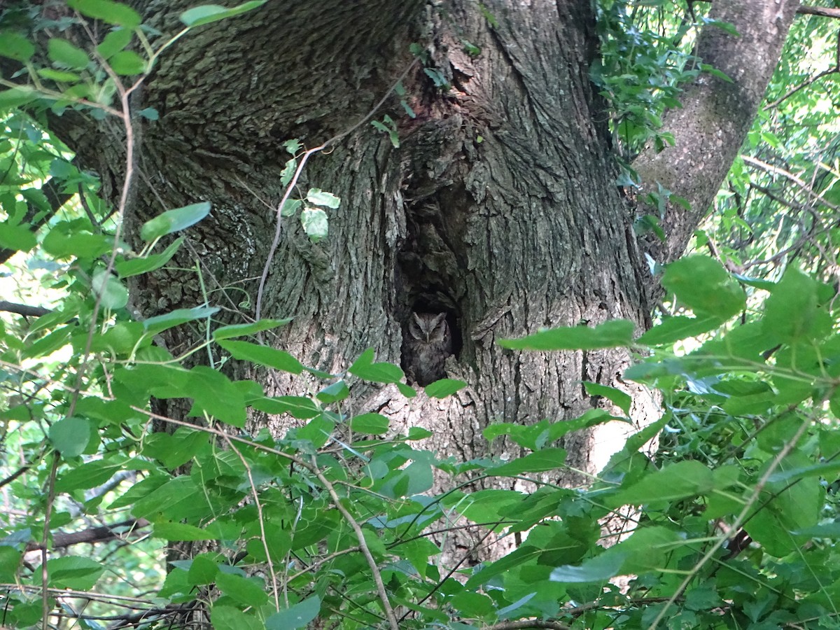 Tropical Screech-Owl - ML646841093