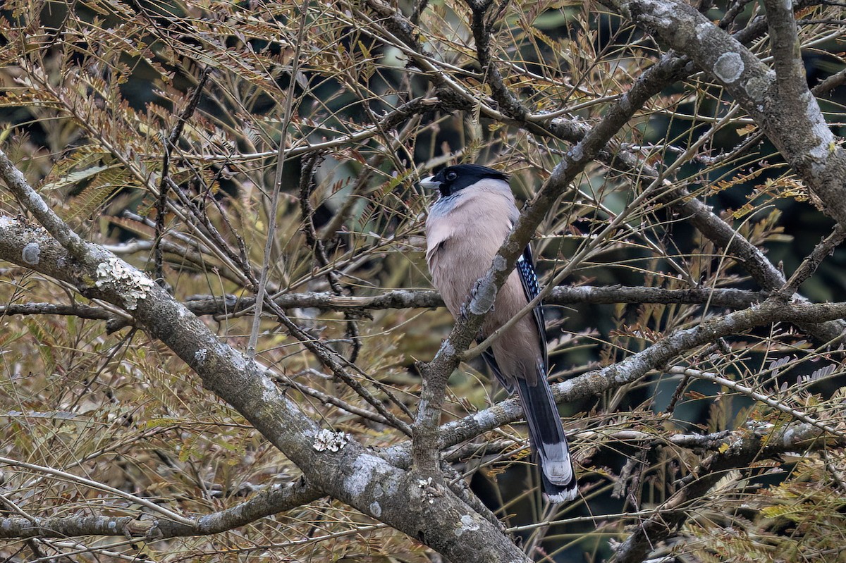 Black-headed Jay - ML646841094