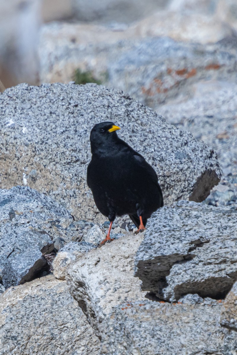 キバシガラス - ML646841103