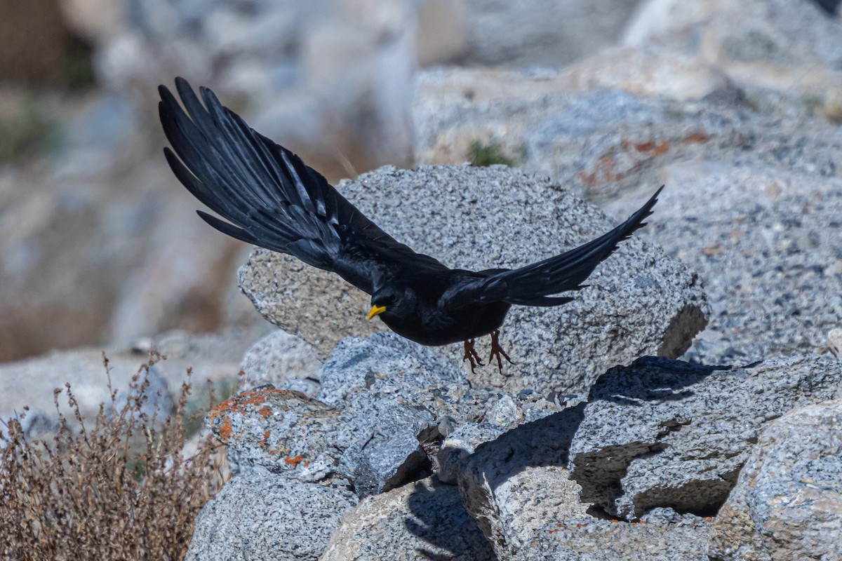 キバシガラス - ML646841105