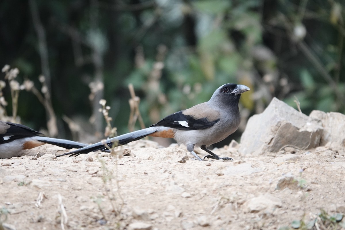 Gray Treepie - ML646841106