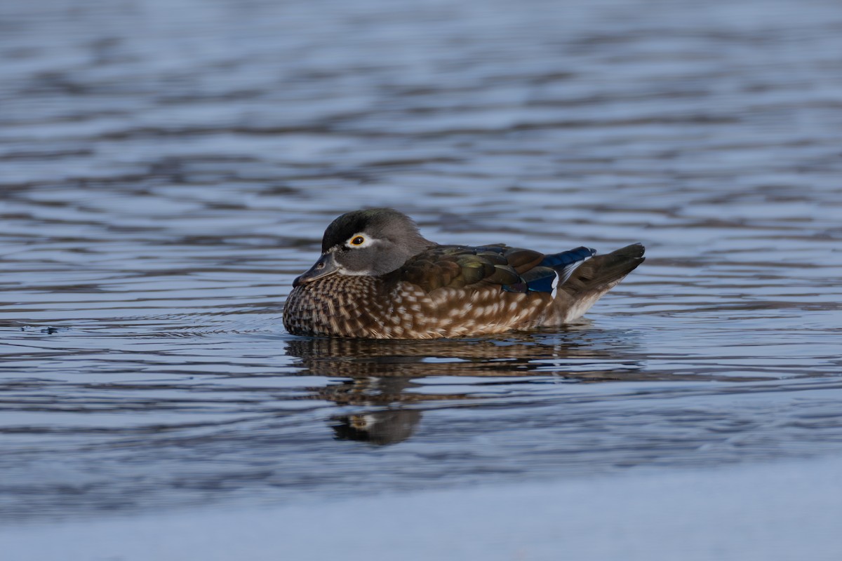 Anatra sposa - ML646841108