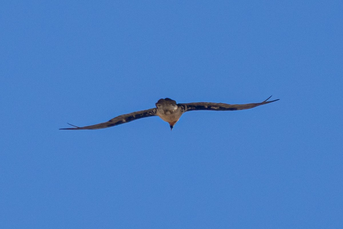 Бородач - ML646841109