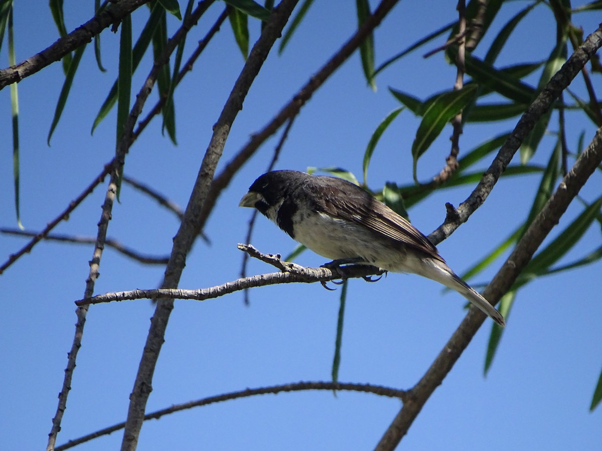 Double-collared Seedeater - ML646841112