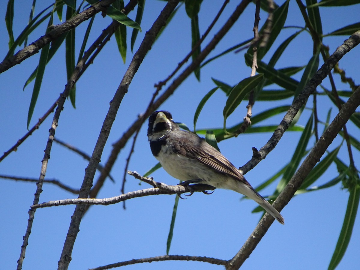 Double-collared Seedeater - ML646841113