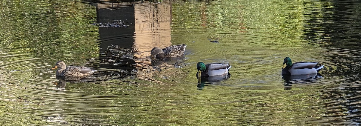 Ánade Azulón - ML646841116