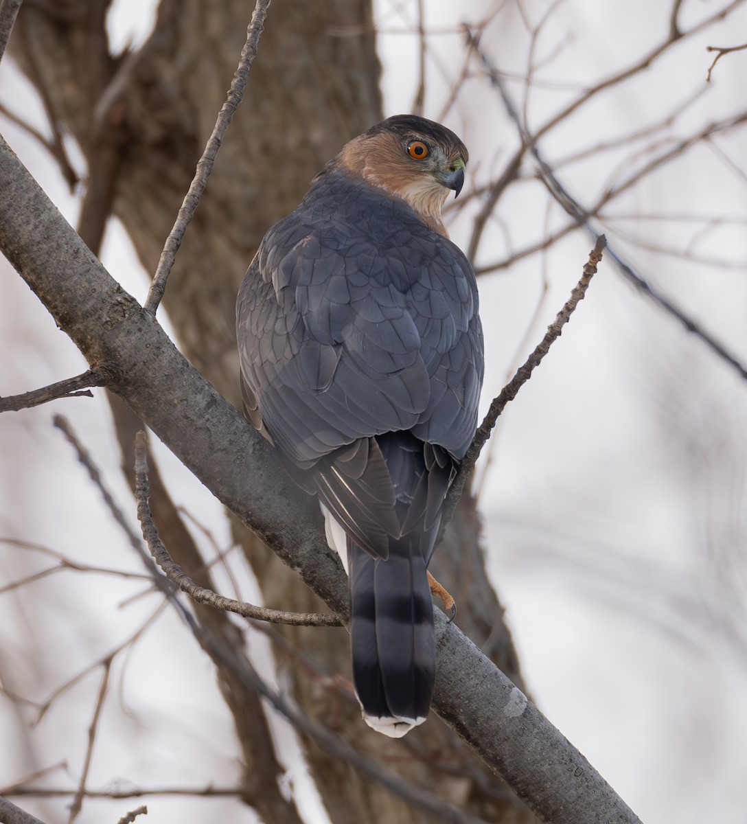 Cooper's Hawk - ML646841117