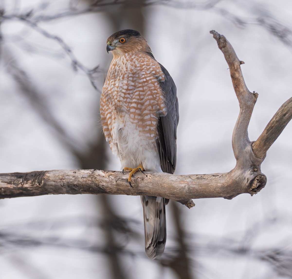 Cooper's Hawk - ML646841118