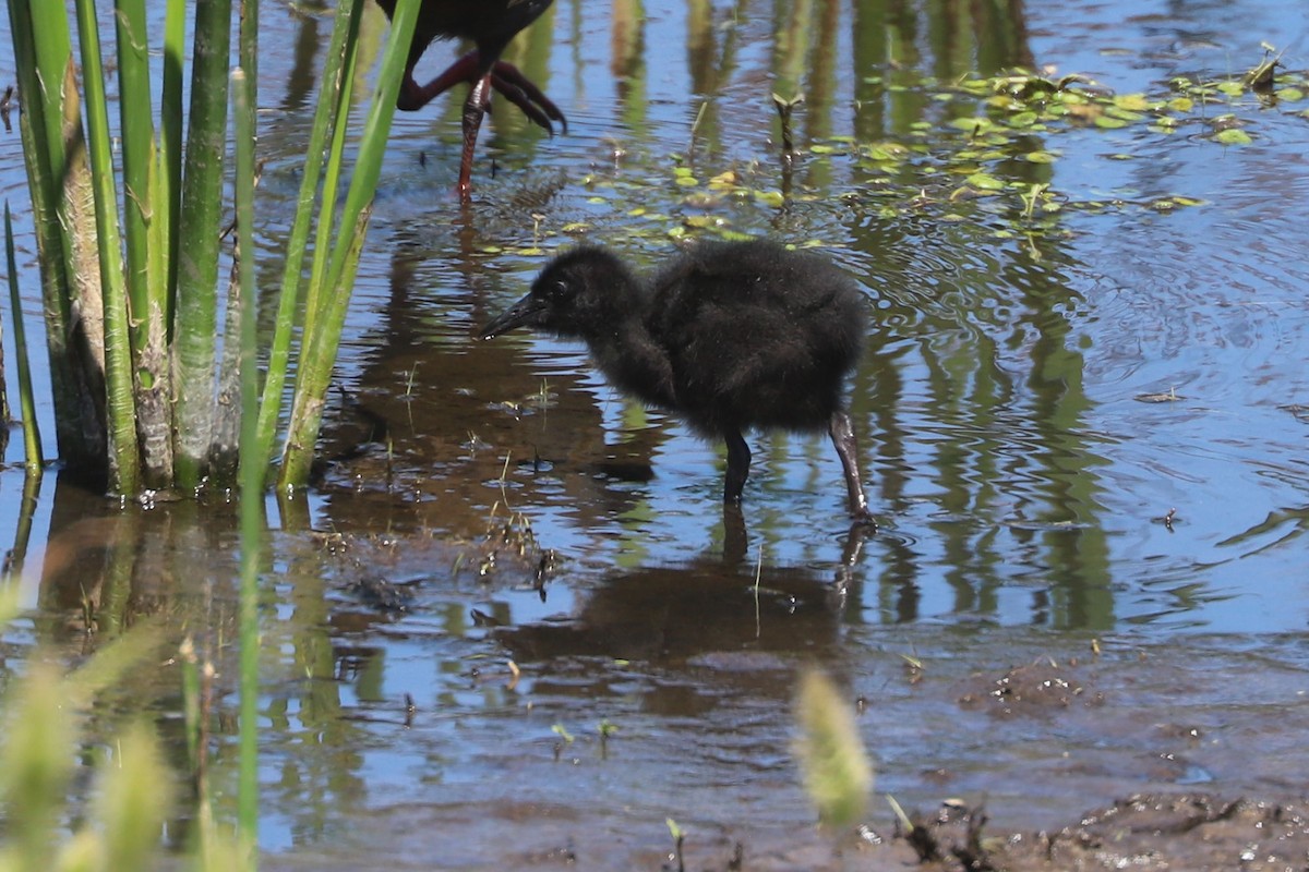 blyrikse - ML646841125