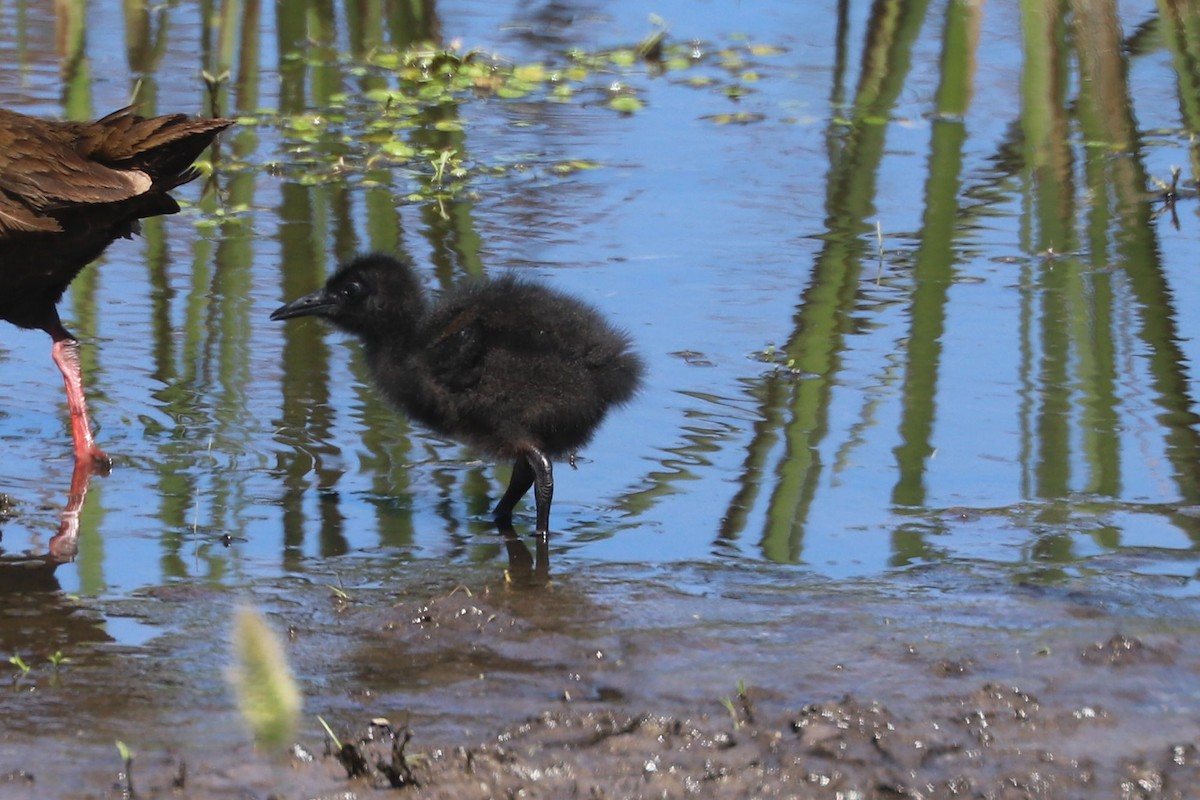 blyrikse - ML646841126