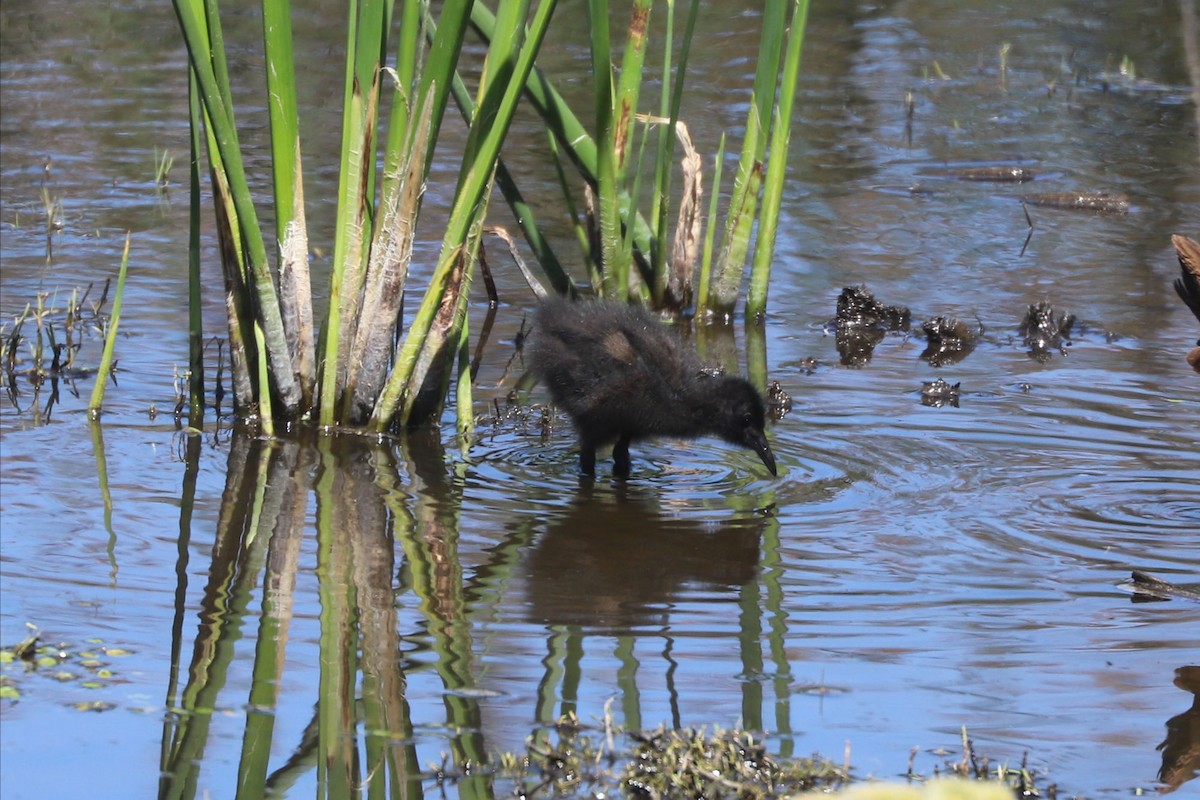 blyrikse - ML646841127