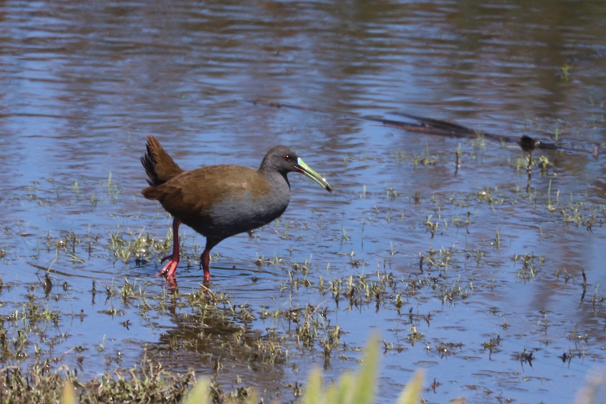 blyrikse - ML646841128