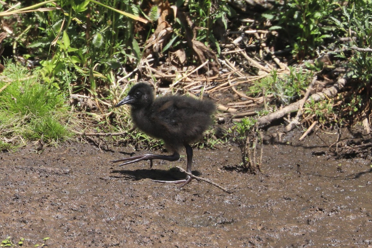 blyrikse - ML646841129