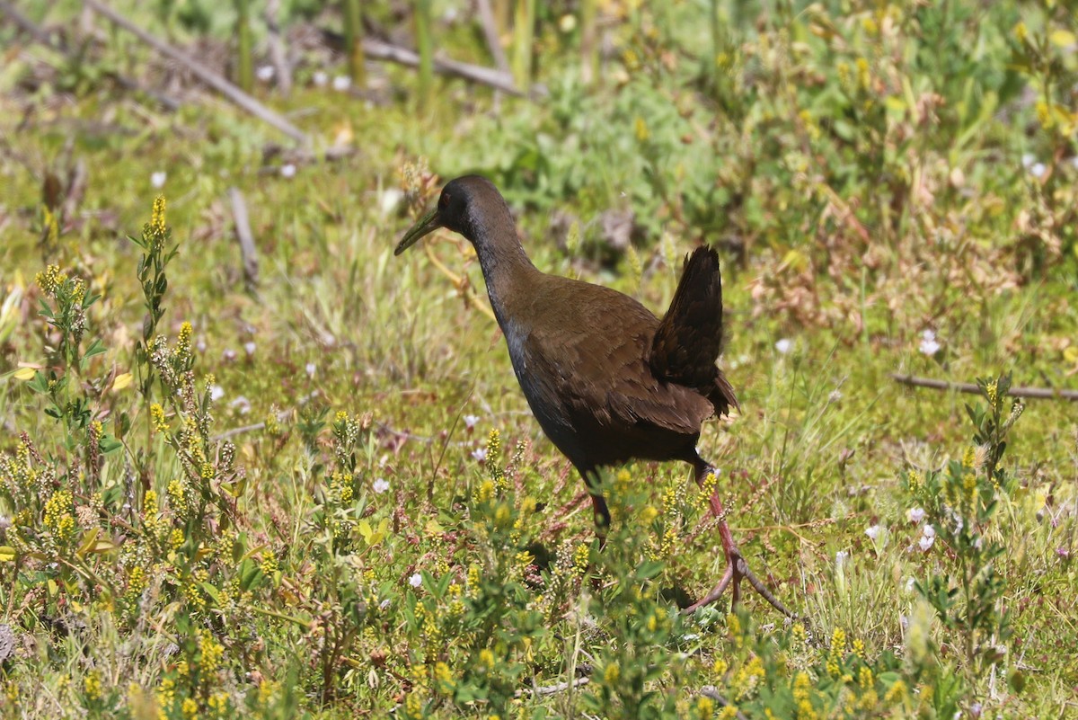 blyrikse - ML646841130