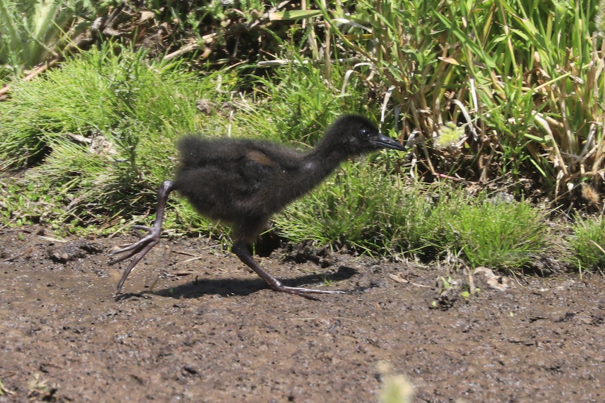 blyrikse - ML646841131