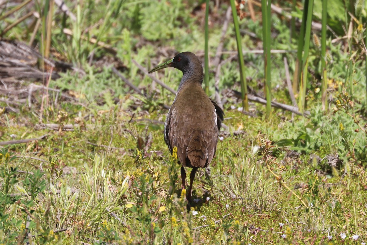 blyrikse - ML646841132