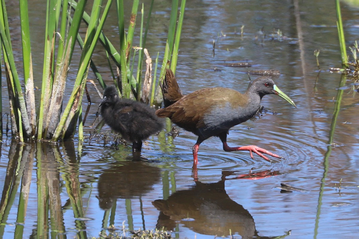 blyrikse - ML646841134