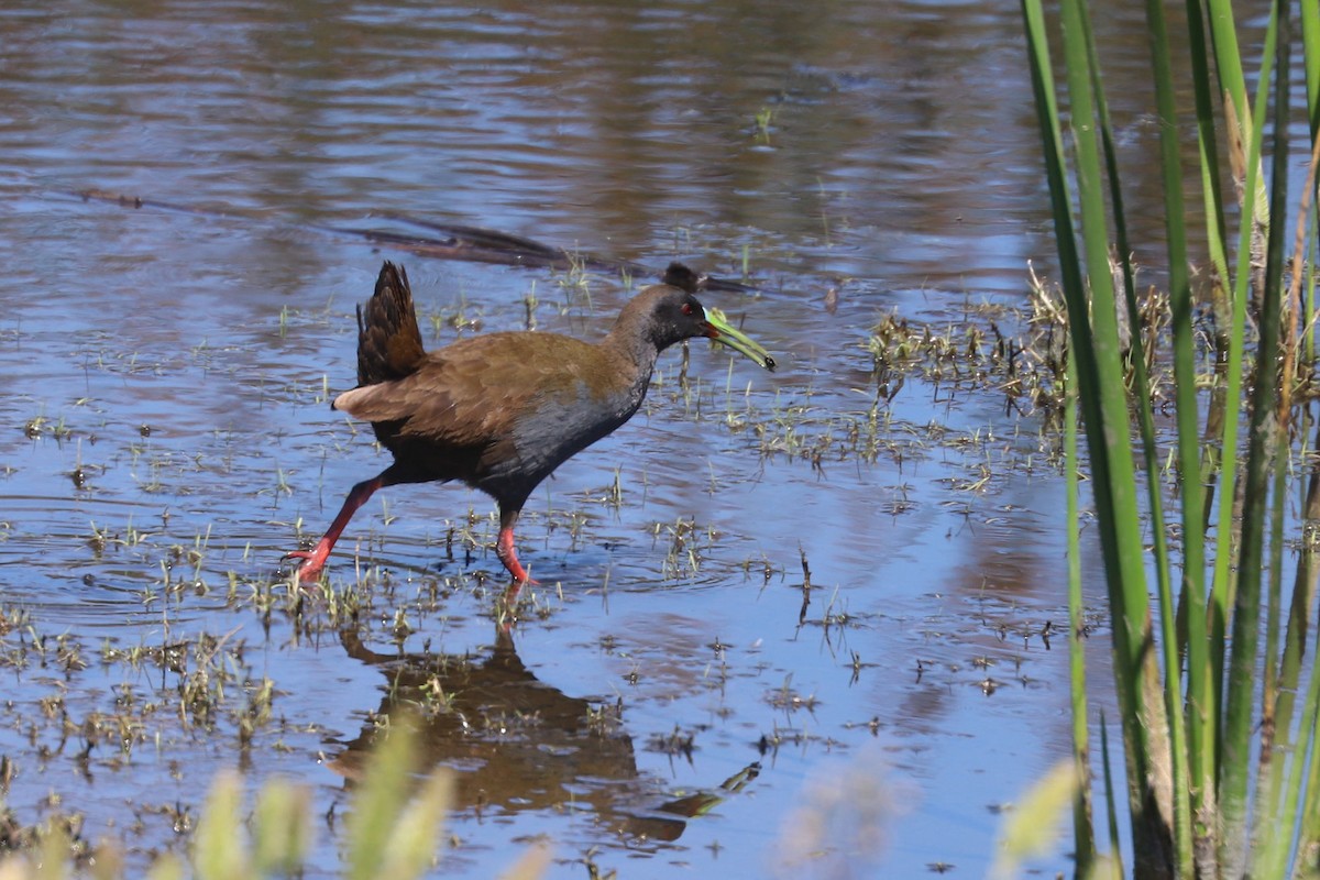 blyrikse - ML646841135