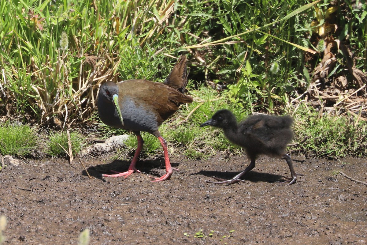 blyrikse - ML646841136