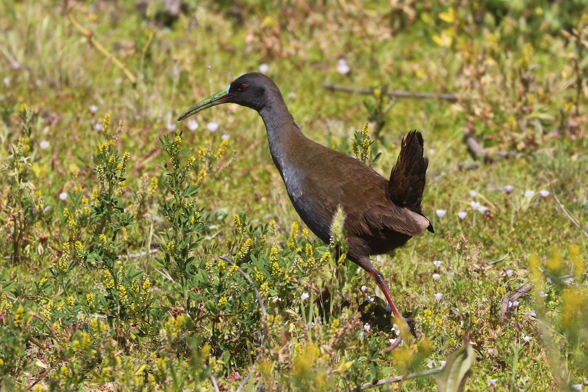 blyrikse - ML646841137